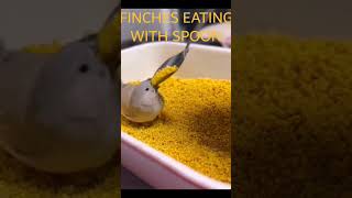Hand Feeding To My Hungry Cute Finches Sparrow