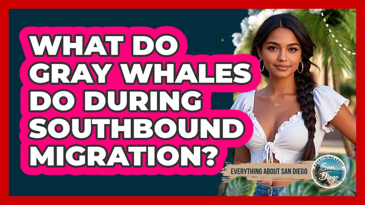 What Do Gray Whales Do During Southbound Migration?