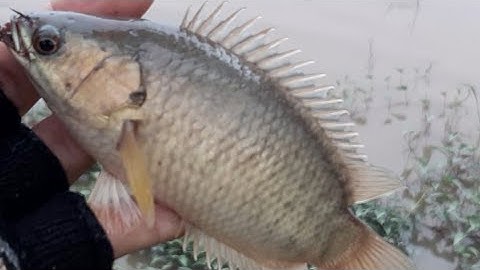 Câu ếch mà bắt được mấy con này.p1# câu cá hóc môn