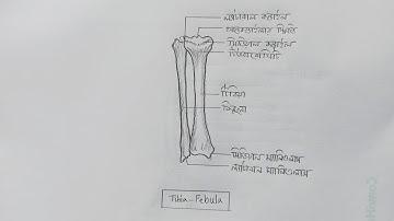 How to draw Tibia-Fibula | HSC Biology | Zoology Practical