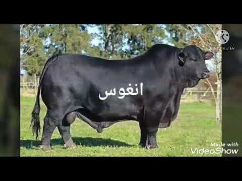 اسماء العجول مع الصور الجزء الأول الوصف مهم