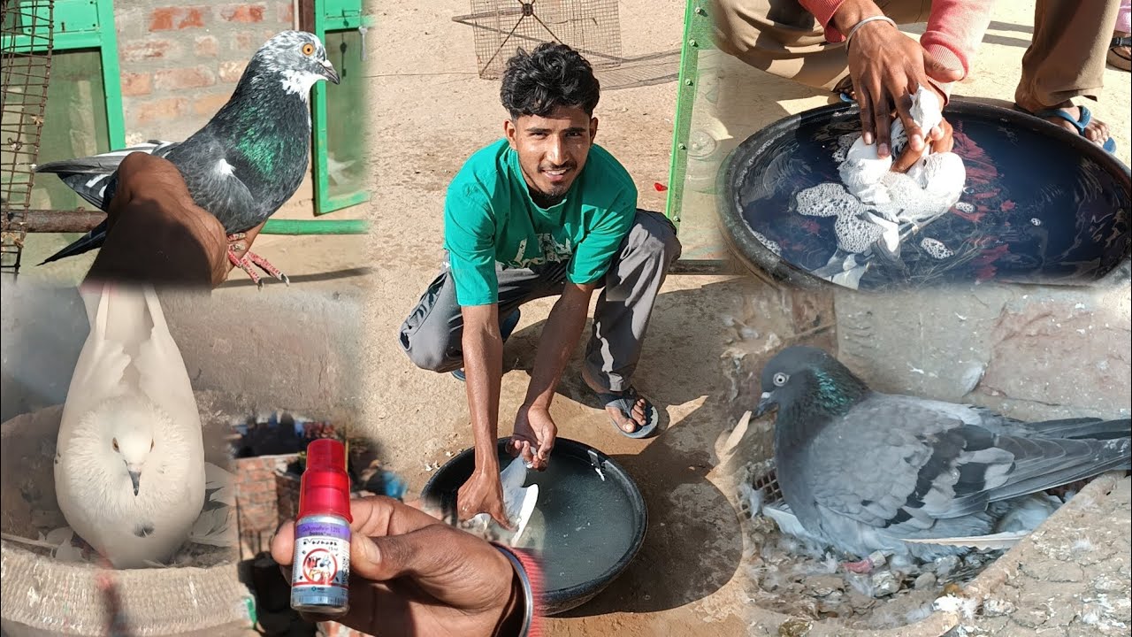 ਦੇਖੋ ਮਿੱਤਰੋ ਆਪਾਂ ਅੱਜ ਆਪਣੇ ਸਾਰੇ ਕਬੂਤਰ ਨਵਾ ਦੇ ਦਵਾਈ ਨਾਲ 🕊️❤️
