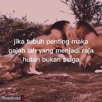 story wa singa raja hutan