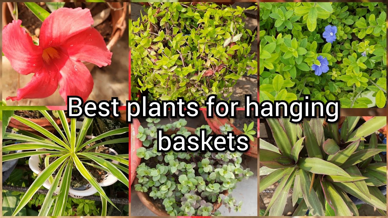 Top 11 Hanging pot Permanent Plants, BEST Hanging Basket Plants You