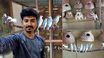 java finch breeding progress | java sparrow breeding result | Java Birds Breeding Tips |Finch Colony