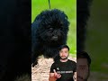 दुनिया का अजीब कुत्ता(affenpinscher) #short #dog #youtubeshort