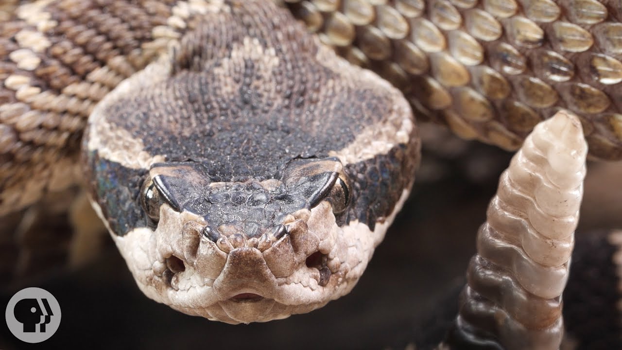 ⁣Look Inside a Rattlesnake's Rattle | Deep Look