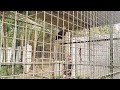 laughing birds 🤣 #birds #funny #shortvideo #fyp #farm #funnysounds #nature