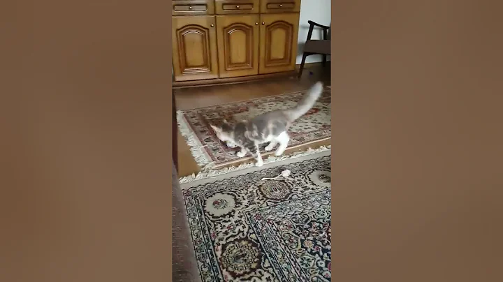 Video 9553181: siberian cat breed