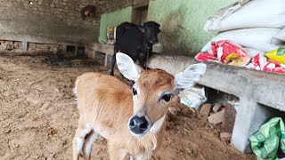 रोजड़ी का बच्चा सारा दिन भैंस की कटड़ी के साथ खेलता है। #wildanimals #buffalo #saveanimals #cute