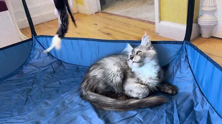 Watch the video about Jacylen - High silver smoke Maine Coon female available for sale
