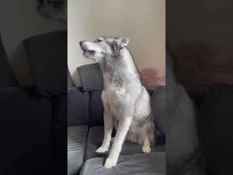 Video: Sådan holder du en hund fra at gå under hvilestolen