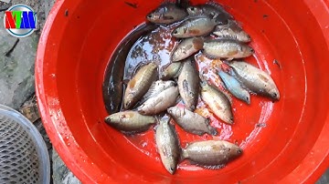 Giăng lưới mùa nước nổi dính cá rô mề thấy ham | Nông thôn mới