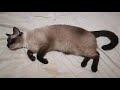 My Siamese (Thai Cat) Avatar talking の動画、YouTube動画。