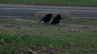 Pair of crows : &quot;don&#39;t touch my hiding place !!!&quot;