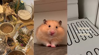Proper Hamster Care Tiktok Compilation pt. 3