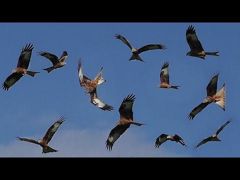 فيديو: أين تطير طيور الثيران