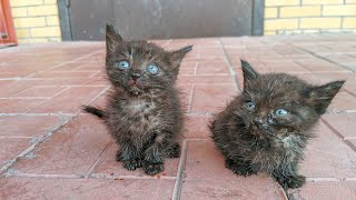 Котята плачут потому что их выбросили на улицу! Шок! Они еще не умеют есть!  kittens cry from hunger