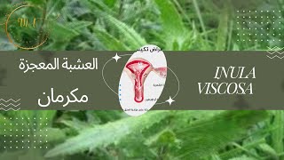 ماكرمان مضاد حيوي طبيعي linule visqueuse