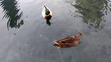 Google pixel xl 4k video Test