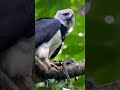 #short #birds #wildlifeentertainment #parrot #birds4k #amazonjungle #wildlife #colorfulbirds #amazon