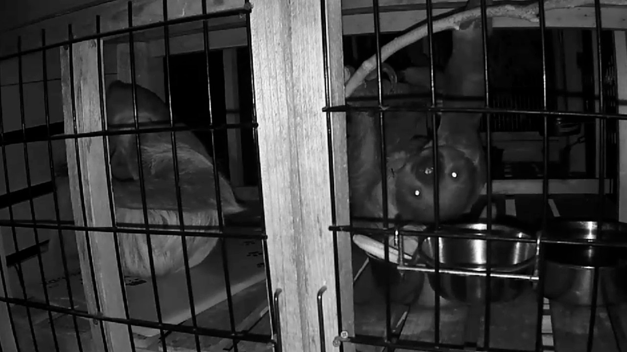 フタユビナマケモノ、夜間のようす:大島公園動物園