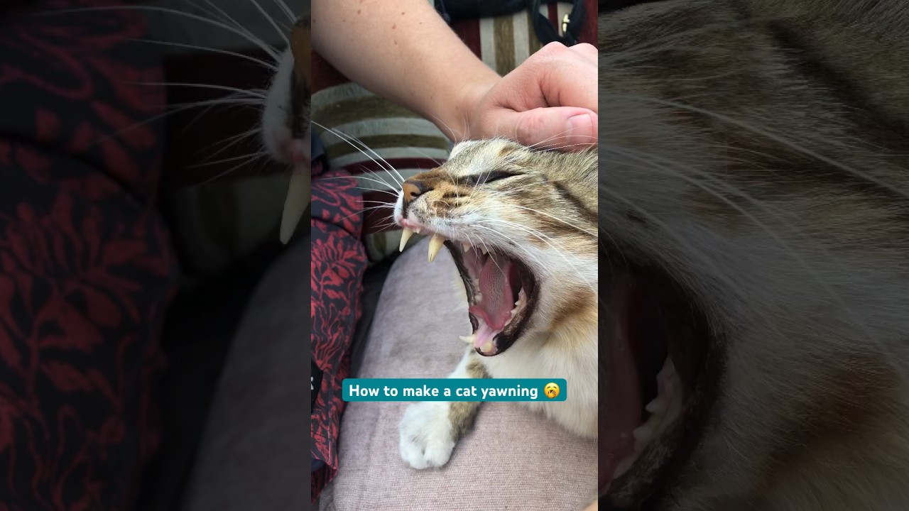How to make a cat yawning🥱 
