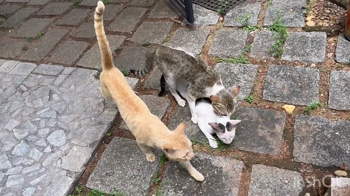 Watch the video about Female cat in heat chased by many male cats