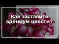 Как заставить адениум цвести? | toNature.Info