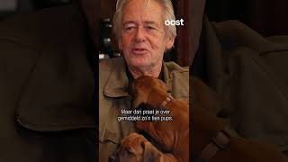 Bijzonder 15 Pups Bij Fokkers Eddy En Annelies In Deventer