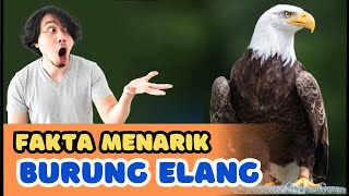 fakta menarik burung elang
