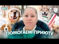 Приют породистых собак «В добрые руки». Лечение и новая жизнь питомцев  из приюта.