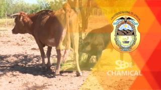 2º Jornada de Ganado Criollo