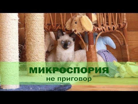 Микроспория у кошек