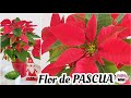 Flor de PASCUA | nochebuena | flor estrella | euphorbia pulcherrima ❤️🌿