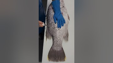 fish cutting skill  #fishcutting_videos  #fishcutting #fishcuttingskill #xfish
