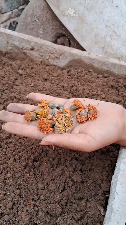 गेंदा कैसे उगाए || How to grow marigold || #getmyharvest #mudandcolours #ytshorts #organicgardening