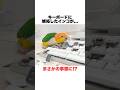 インコがキーボードに嫉妬して大惨事になったww【シロハラインコ】 #shorts