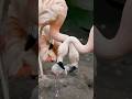 Flamingo Chick's First Steps Melt Hearts