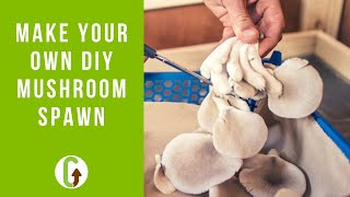 Grow Your Own DIY Mushroom Spawn (The Stem Butt Method) | GroCycle