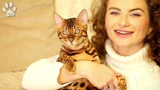 The World’s Smartest Cat Breeds: Which Ones Are the Most Intelligent