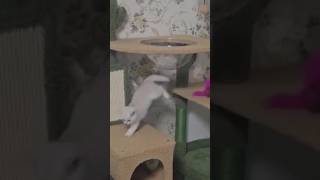 Sooooo cute #cutecat c#kitten #catcute#catlover #youtube #yt #shorts