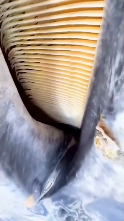 🌏to teach a gray whale up close 🐳 |  [1048p HD video]  with original sound |.💯
