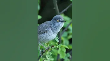Barred Warbler الدخلة المموجة باشق بطن 