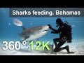 Sharks feeding. Bahamas. Underwater 360 video in 12K