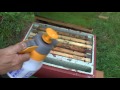 How to Raise Queen Bees - the Nicot queen rearing system explained