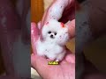 Nadie Pensó Que Este Pequeño Perrito Sobreviviría 🥺❤️