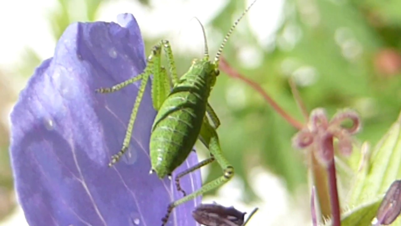 Bush-cricket nymph - Leptophyes punctatissima - Skvetta - Runnskvetta - Gyðlur