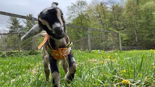 Blossom, the hoppiest goat kid!