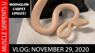 MOONGLOW & SNOW CARPET PYTHON CLUTCH UPDATE! Wealth
